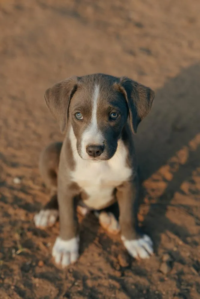 A baby medium-sized male Weimaraner dog named Pewter for adoption in Bonita, CA