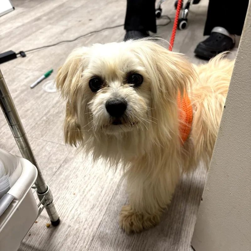 An adult small-sized male White / Cream Maltese dog named Jamal for adoption in Waldorf, MD