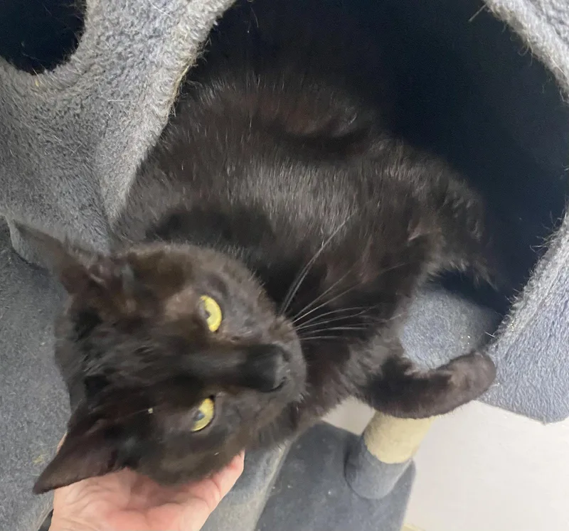 An adult medium-sized male Black Domestic Short Hair cat named Stryder for adoption in Satellite Beach, FL