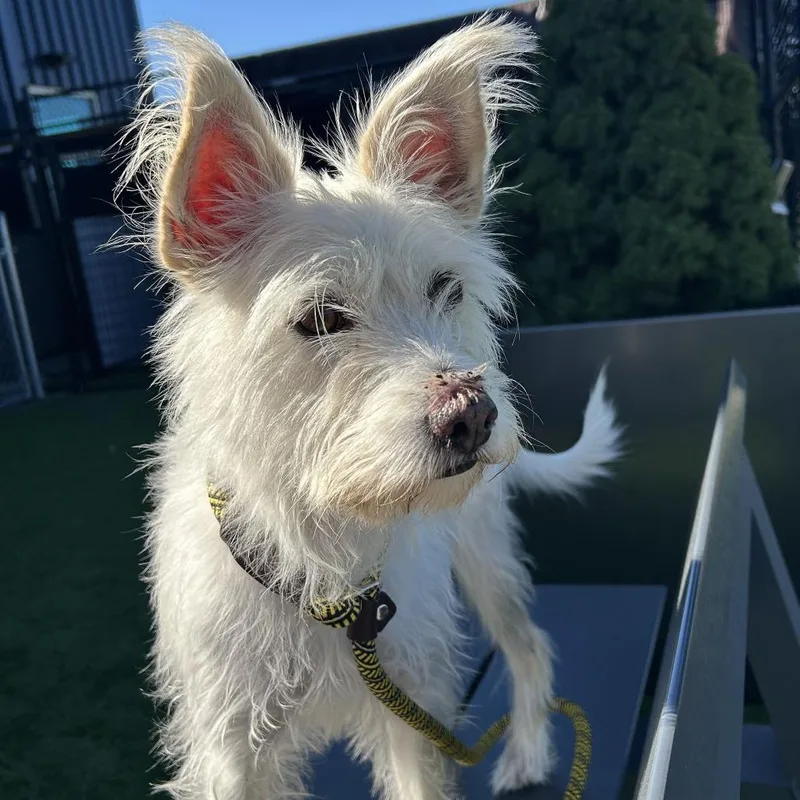 An adult small-sized female Mixed Breed dog named Luna for adoption in Matteson, IL