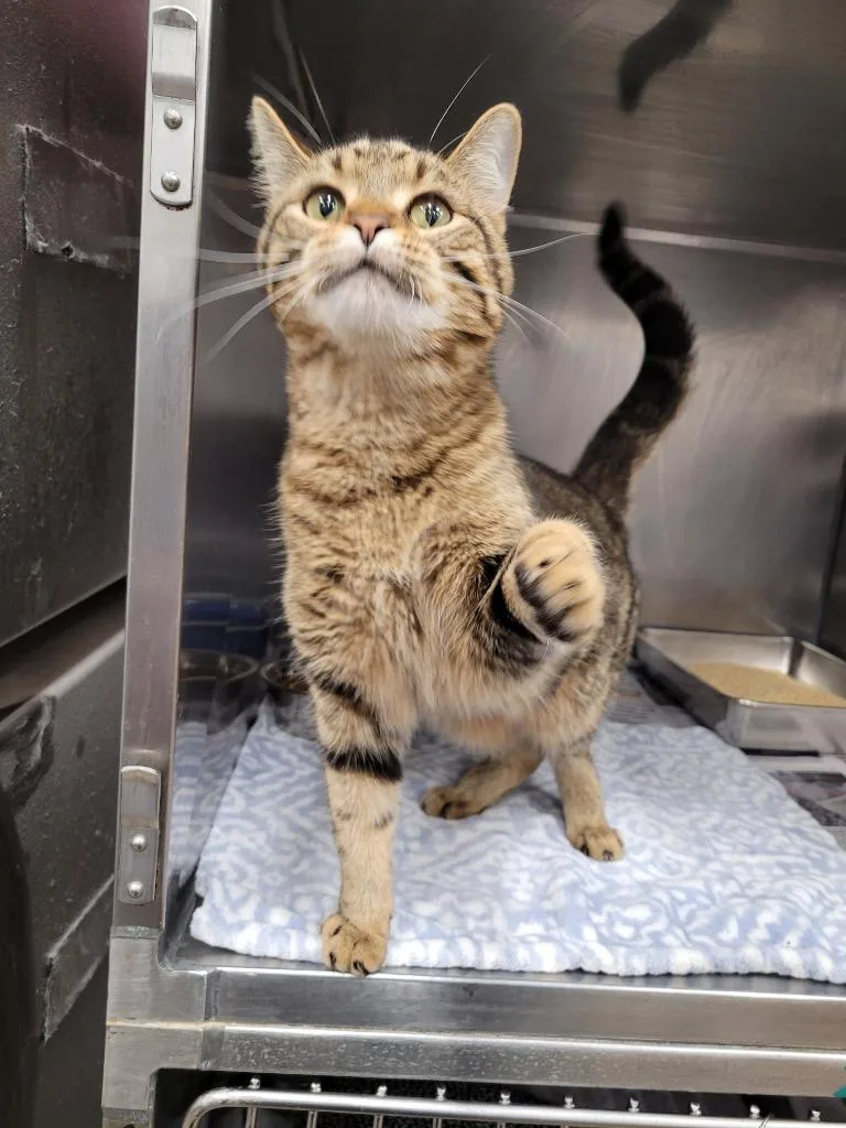 An adult medium-sized male Domestic Short Hair cat named Mittens for adoption in Angola, IN