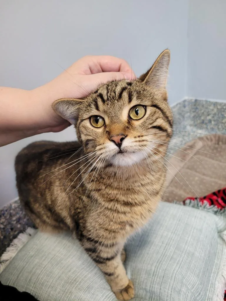 Mittens thumbnail 2