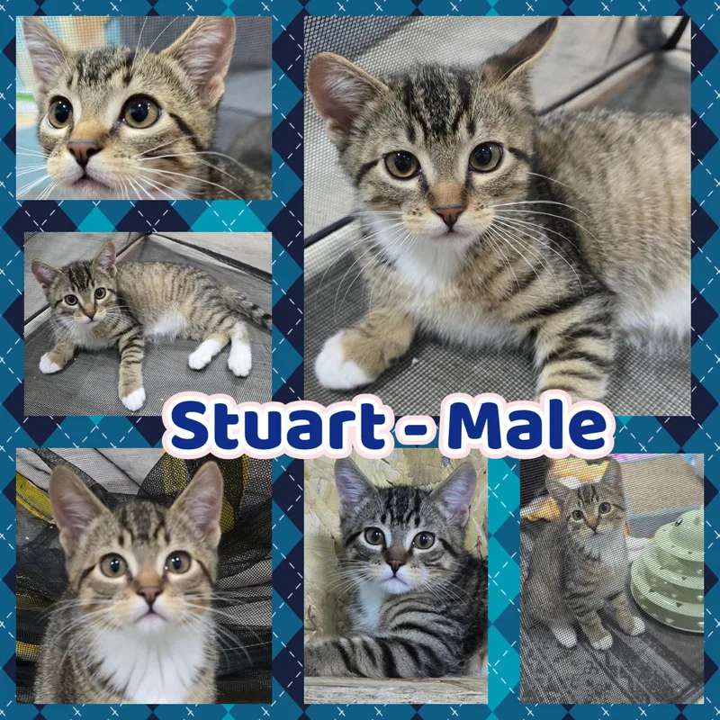 A baby large-sized male Tabby (Brown / Chocolate) Domestic Short Hair cat named Stuart for adoption in Arlington, WA