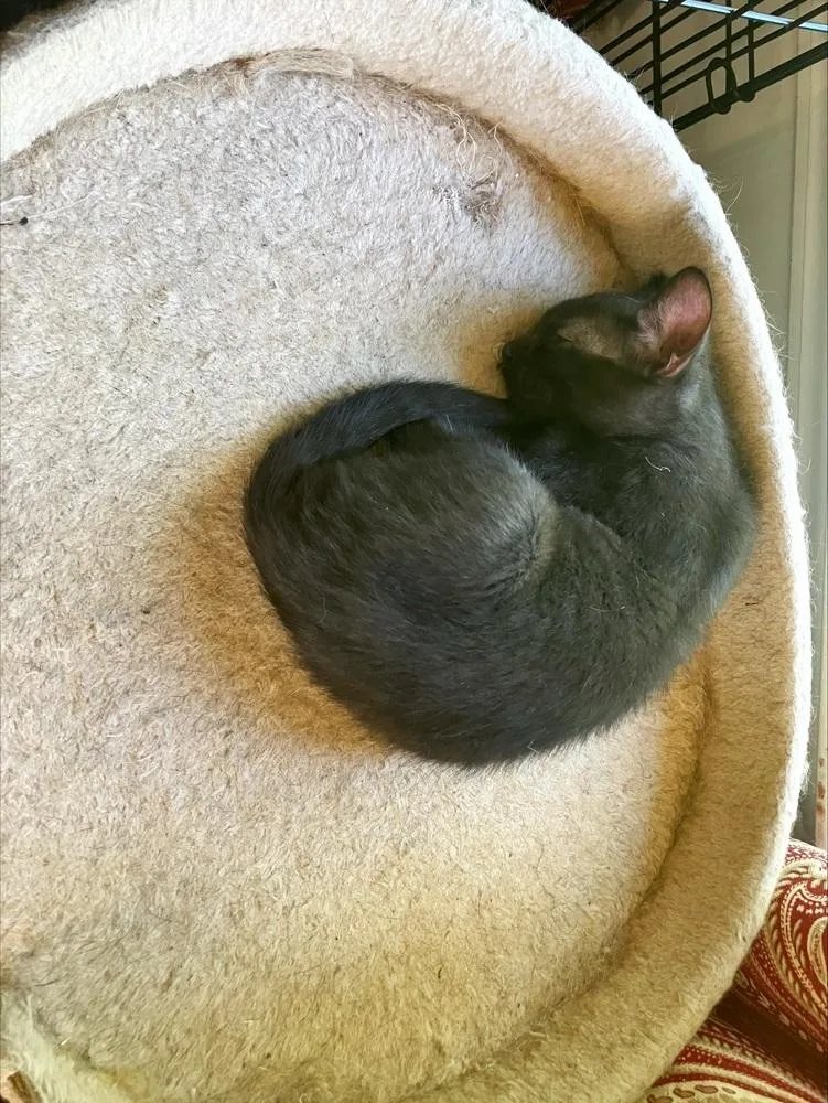 A baby small-sized male Black Domestic Short Hair cat named Pele for adoption in Powder Springs, GA