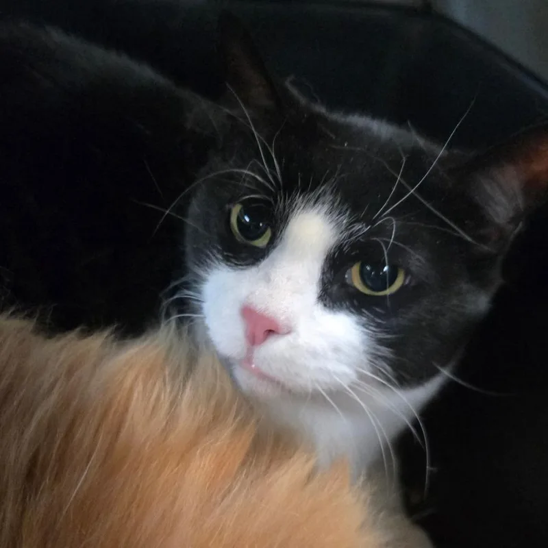 A senior large-sized male Domestic Short Hair cat named Luciano for adoption in San Jacinto, CA