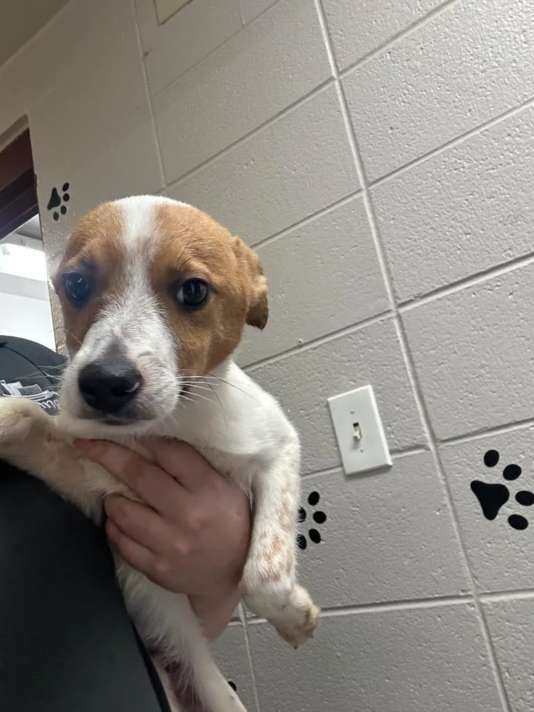 A baby medium-sized male Mixed Breed dog named Reef for adoption in Rock Springs, WY