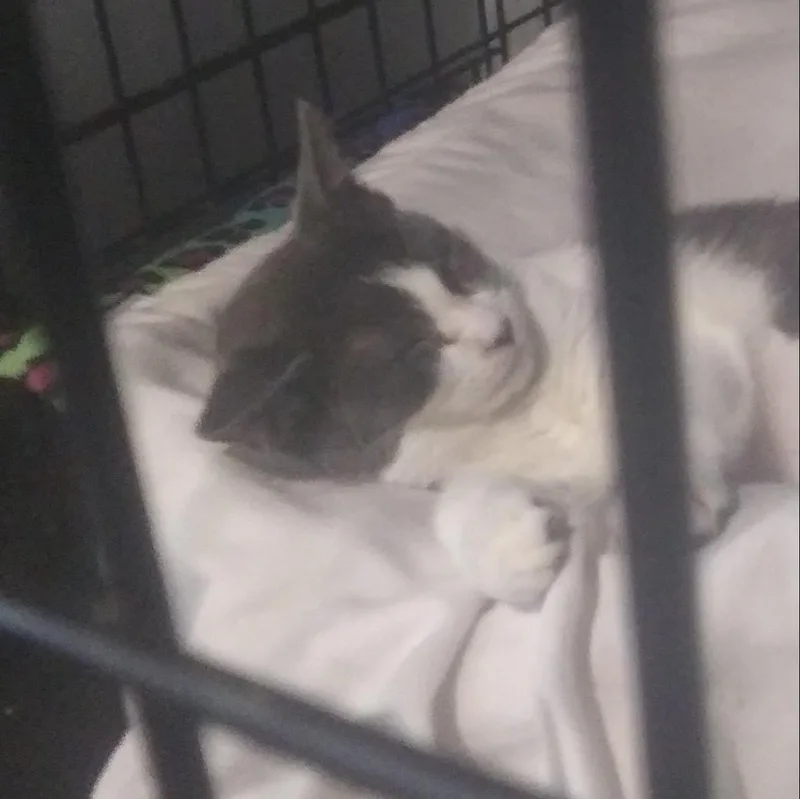 A young medium-sized female Gray & White Domestic Short Hair cat named Christina Yang for adoption in Port Wentworth, GA