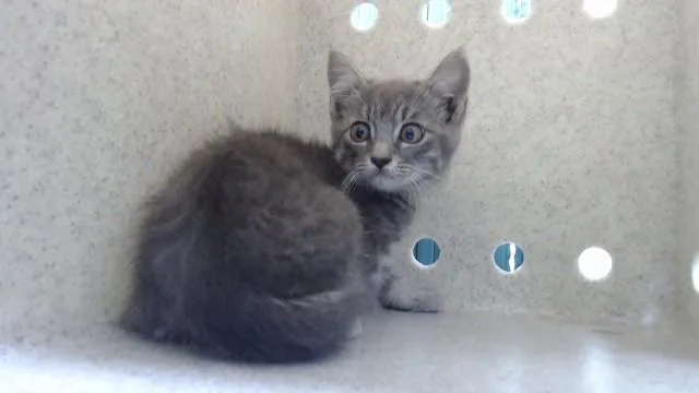 A baby medium-sized female Domestic Short Hair cat named Koala for adoption in Downey, CA