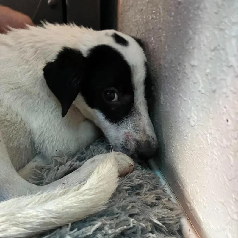 A baby small-sized male Border Collie dog named Scout for adoption in Madill, OK