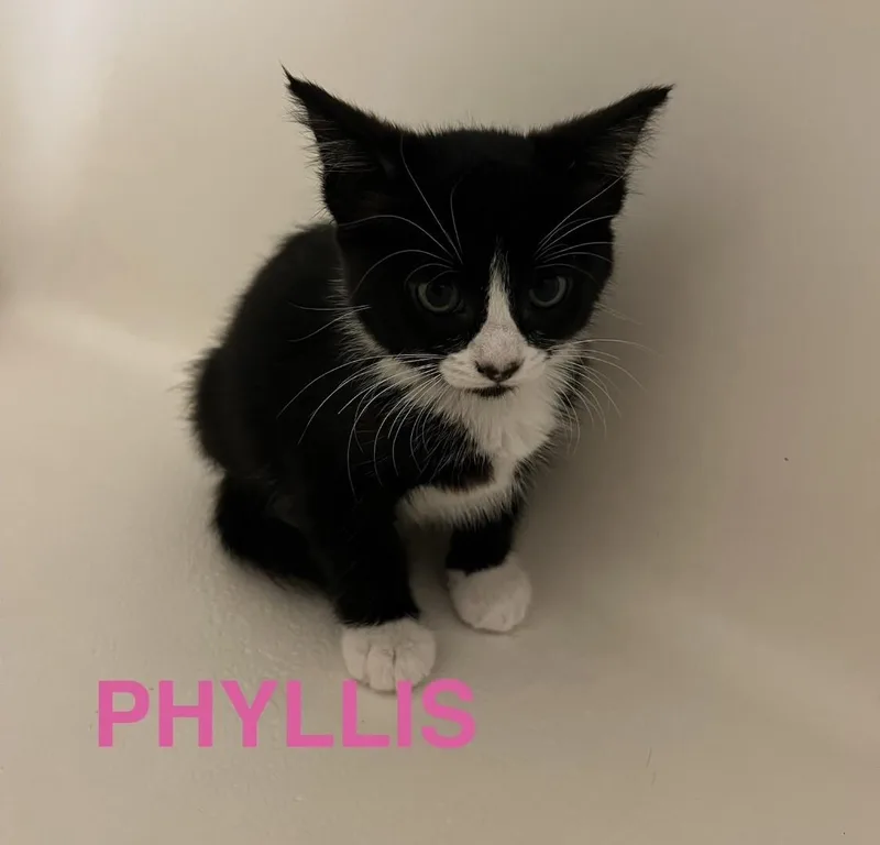 Phyllis  The Office
