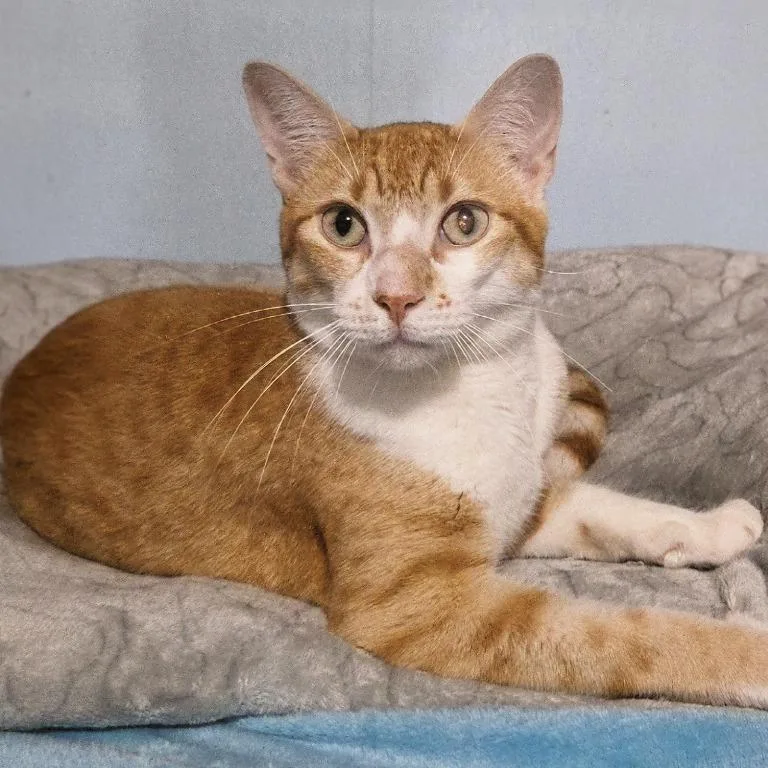An adult medium-sized male Orange / Red Domestic Short Hair cat named Melvin for adoption in Concord, NH