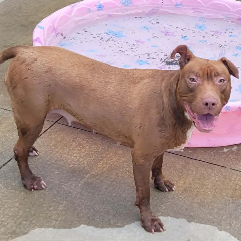 A young large-sized female Brown / Chocolate Pit Bull Terrier dog named Mocha Silly Girl for adoption in Meriden, CT