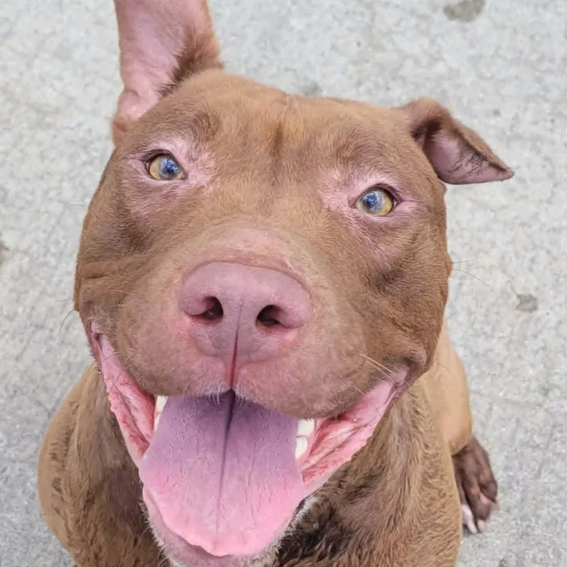 Mocha  Silly Girl thumbnail 2