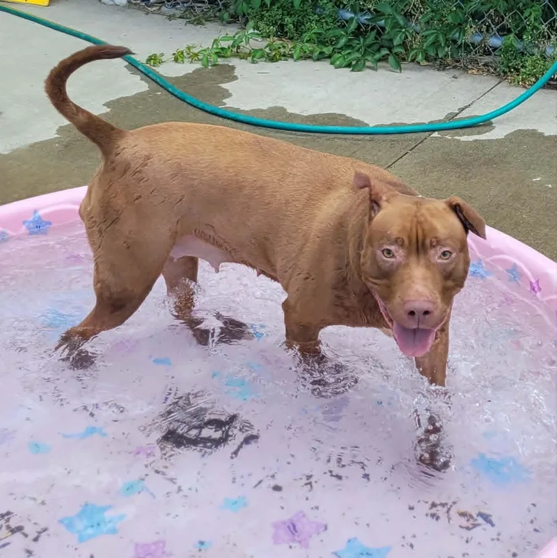 Mocha  Silly Girl thumbnail 5