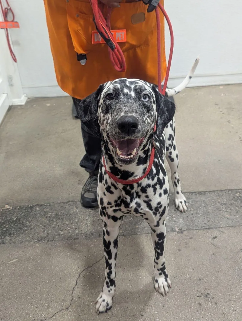 A young medium-sized female Black Dalmatian dog named Florence for adoption in Los Angeles, CA