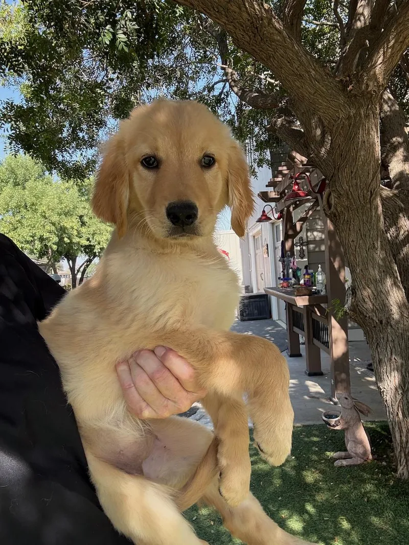 A young medium-sized female Golden Retriever dog named Jewel for adoption in Temecula, CA