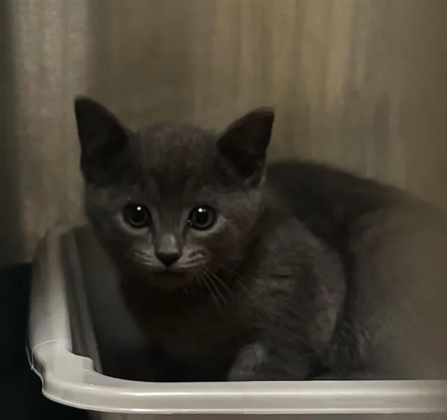 A baby small-sized female Domestic Short Hair cat named Biscuit for adoption in Alameda, CA