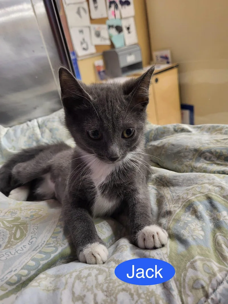 A baby medium-sized male Gray / Blue / Silver Domestic Short Hair cat named Jack for adoption in Spring Lake, NJ