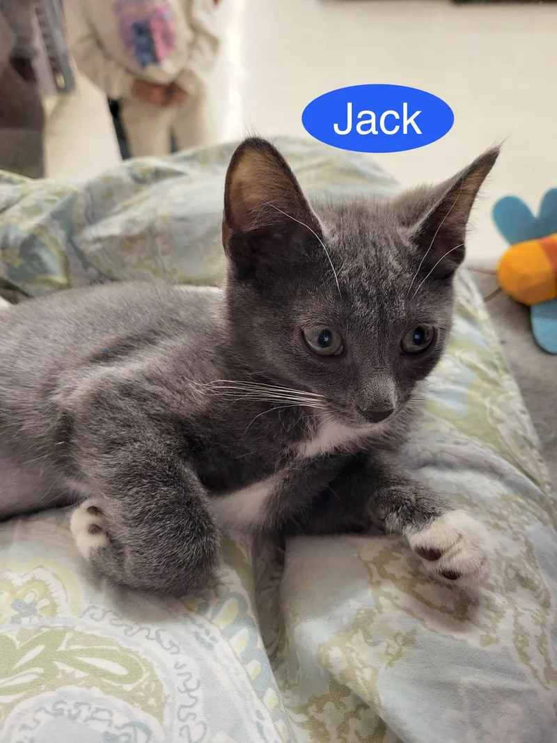 Jack thumbnail 2