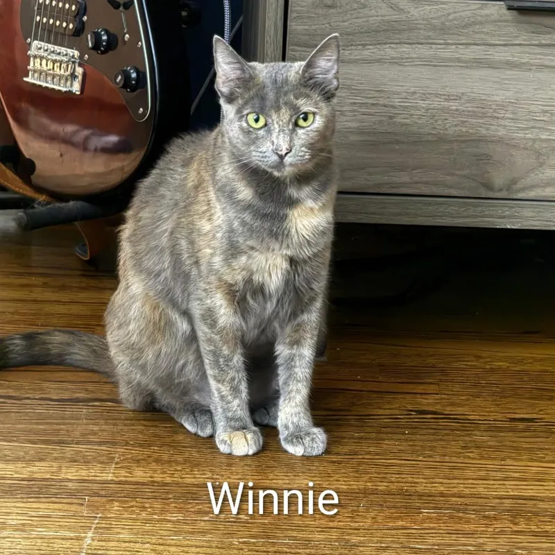 A young medium-sized female Gray / Blue / Silver Domestic Short Hair cat named Winnie @Paws and Purrs for adoption in Carmel, IN