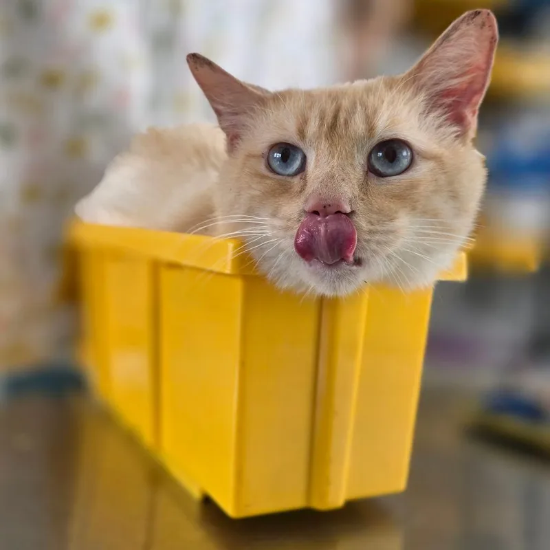 An adult large-sized male Cream / Ivory Domestic Short Hair cat named Ginger for adoption in Chapel Hill, NC