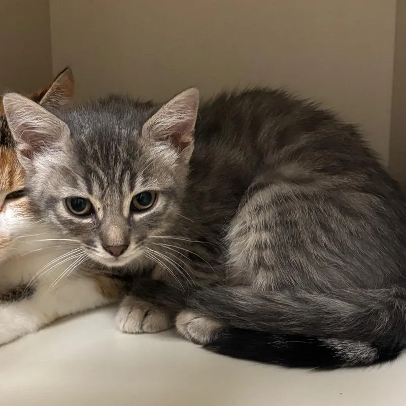 A baby small-sized male Gray / Blue / Silver Domestic Short Hair cat named Ricky for adoption in Fairport, NY