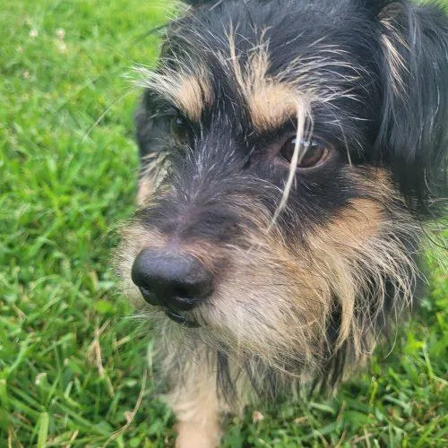 An adult small-sized male Cocker Spaniel dog named Ralphie  D for adoption in Frankfort, KY