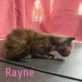 A baby medium-sized female Domestic Short Hair cat named Rayne for adoption in Pleasanton, TX