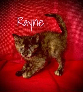 Rayne thumbnail 2