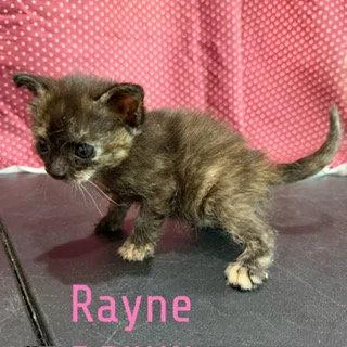 Rayne thumbnail 3