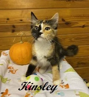 Kinsley  gorgeous black thumbnail 2