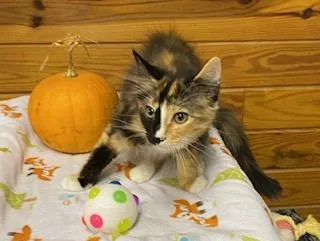 Kinsley  gorgeous black thumbnail 4