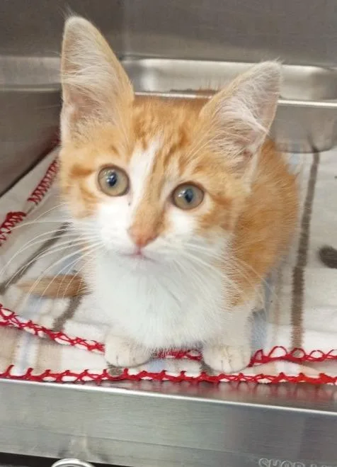 A baby medium-sized female Domestic Short Hair cat named Nezuko for adoption in Hartsville, SC