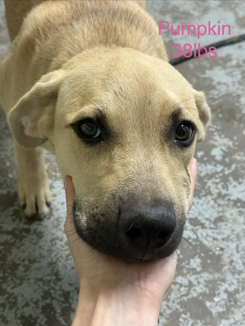 A baby medium-sized female Treeing Walker Coonhound dog named Pumpkin for adoption in Fayetteville, WV