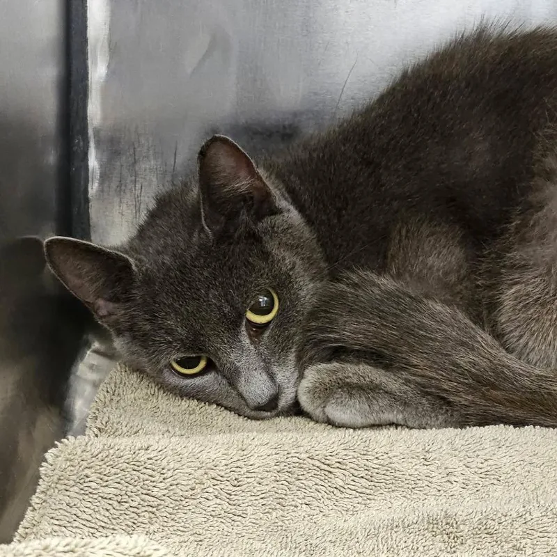 An adult medium-sized female Gray / Blue / Silver Domestic Short Hair cat named Sunflower for adoption in Martinsville, VA