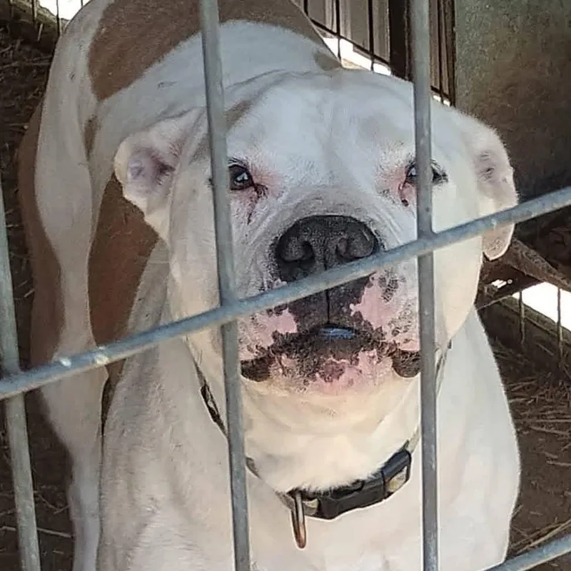 An adult medium-sized male White / Cream American Bulldog dog named Jack for adoption in Frederick, MD