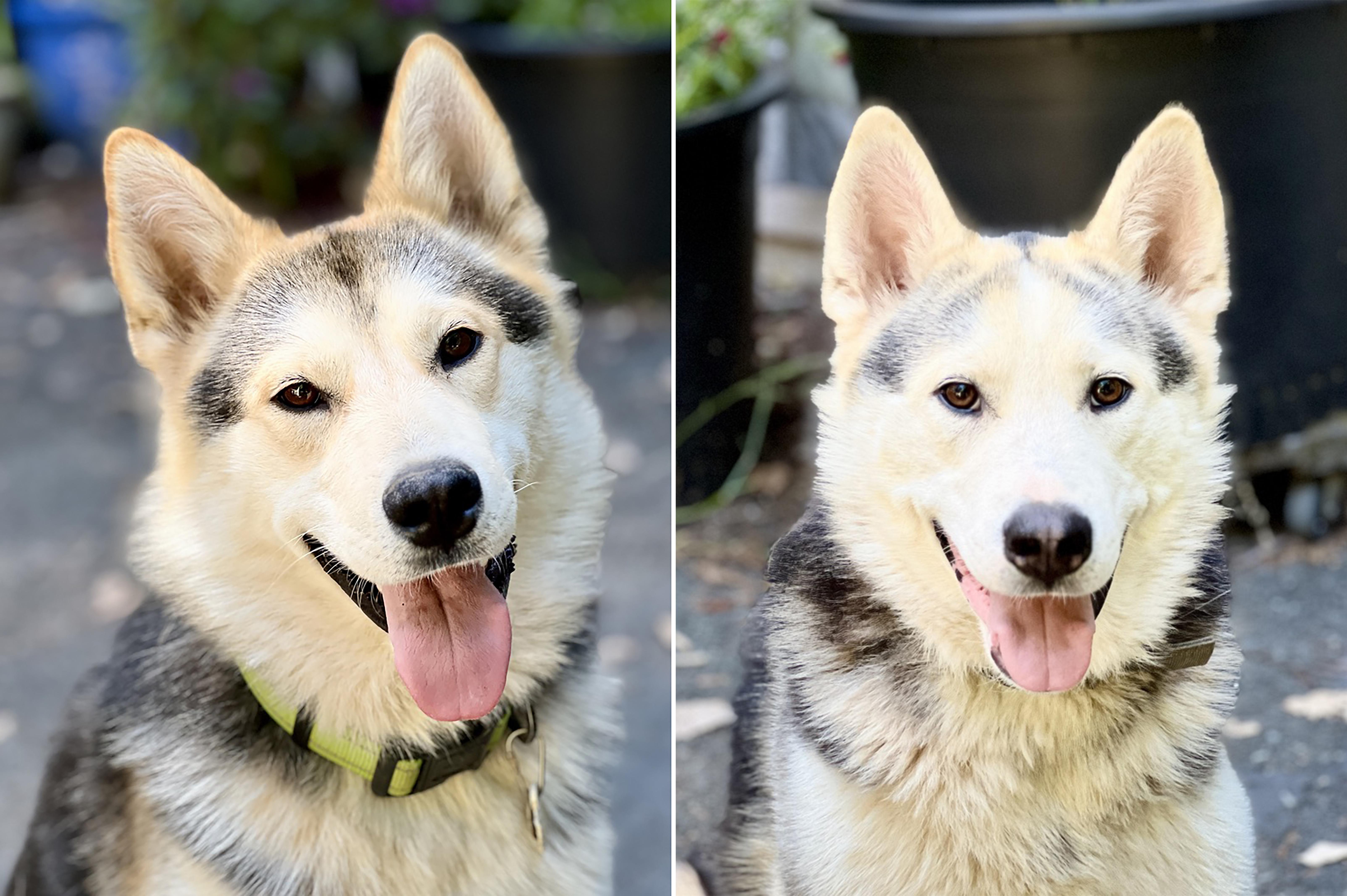 A young medium-sized male Sable Husky dog named Sonny & Buddy for adoption in Gualala, CA