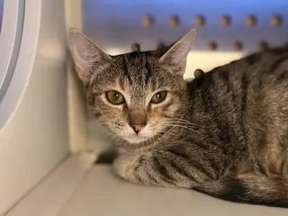 A baby small-sized female Domestic Short Hair cat named Feliza @ PetSmart Walker for adoption in Newberg, OR