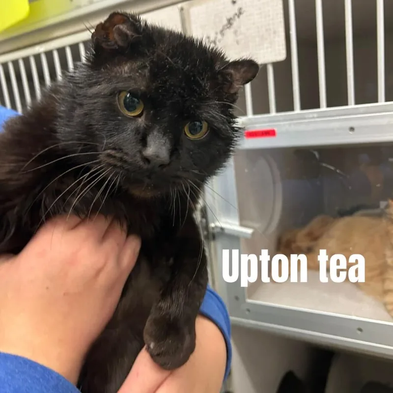 Upton Tea