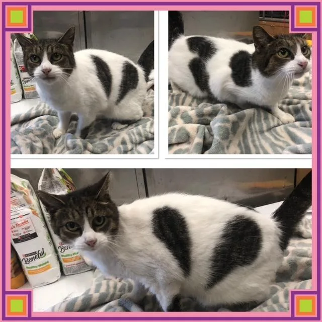 An adult medium-sized female Tabby (Gray / Blue / Silver) Domestic Short Hair cat named Genevieve for adoption in Buckhannon, WV