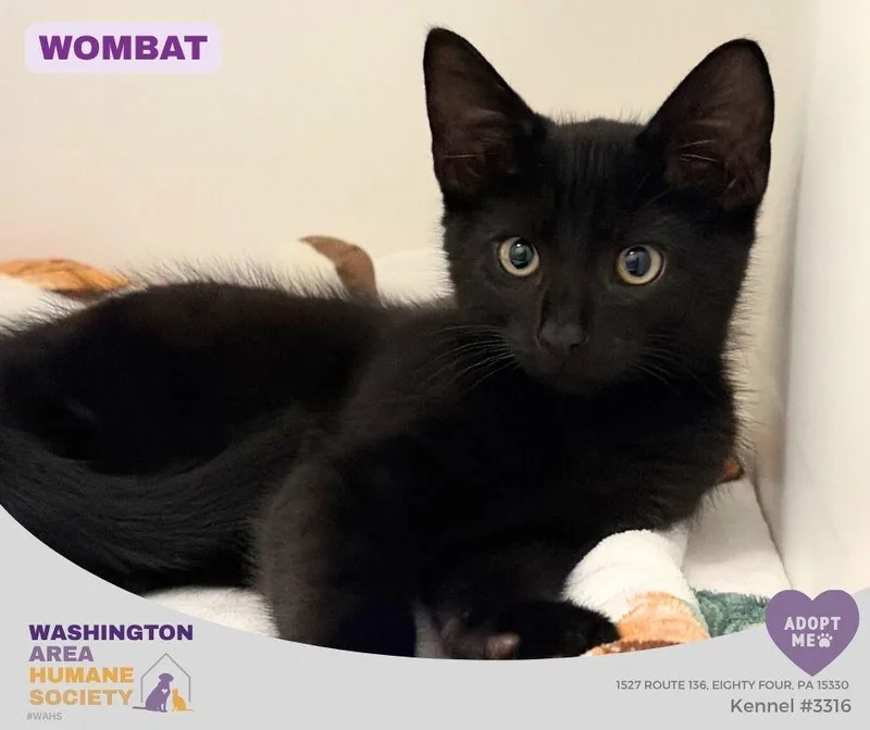 A baby small-sized male Black Domestic Short Hair cat named Wombat for adoption in Eighty Four, PA
