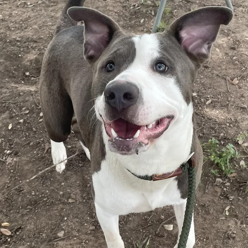 Rufus