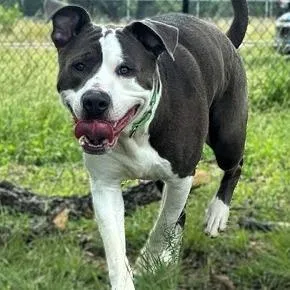 Rufus thumbnail 4