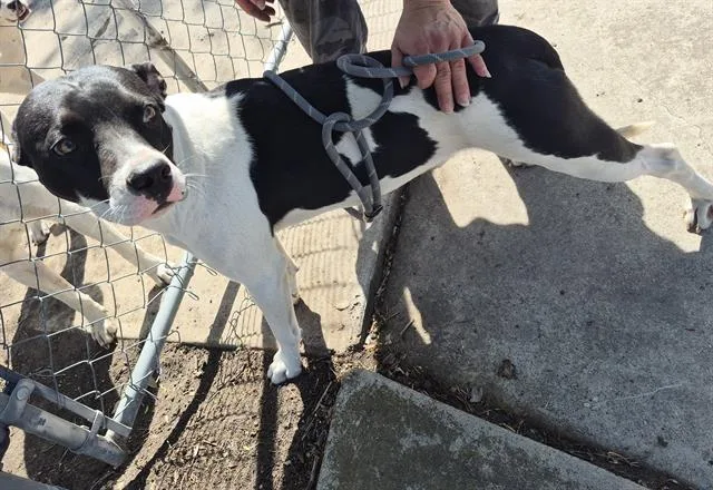 A young medium-sized male American Staffordshire Terrier dog named Hudson Rivers for adoption in San Antonio, TX