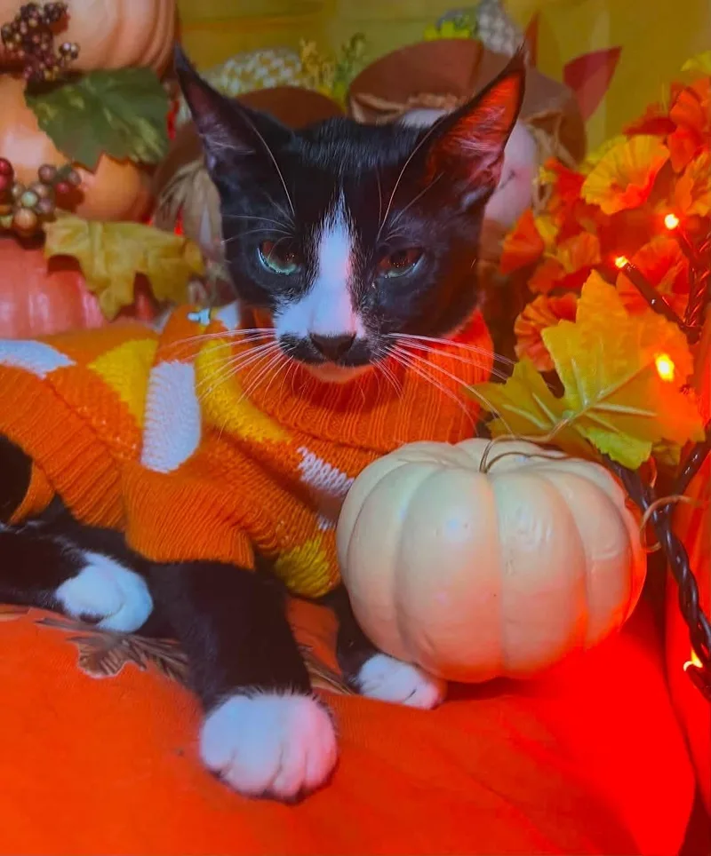 A baby small-sized male Black & White / Tuxedo Domestic Short Hair cat named Mario for adoption in Staten Island, NY