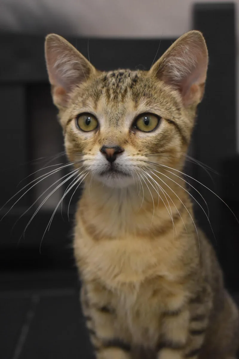 A baby medium-sized female Tabby cat named Lola Bunny W Bugs for adoption in Greenville, DE