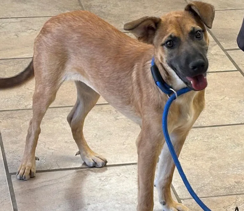 A young medium-sized female Mixed Breed dog named Kaia for adoption in Batesville, AR