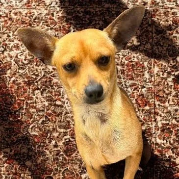 An adult small-sized male Yellow / Tan / Blond / Fawn Chihuahua dog named Ken for adoption in Calverton, NY