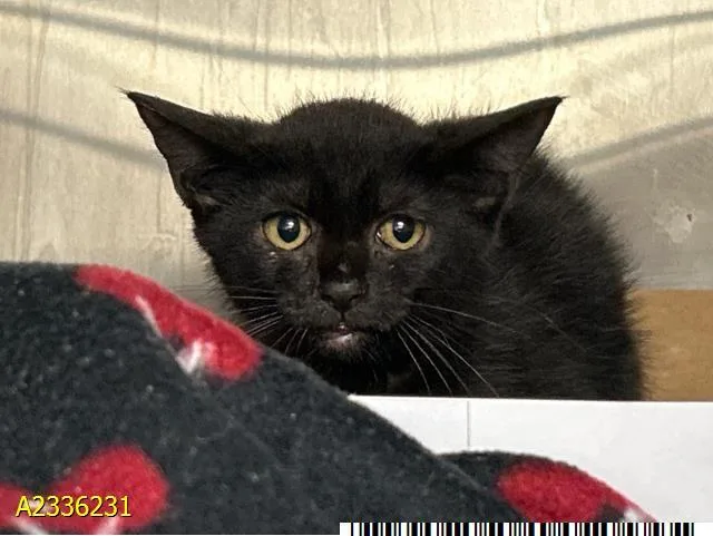 A baby small-sized female Domestic Short Hair cat named Eden for adoption in West Palm Beach, FL