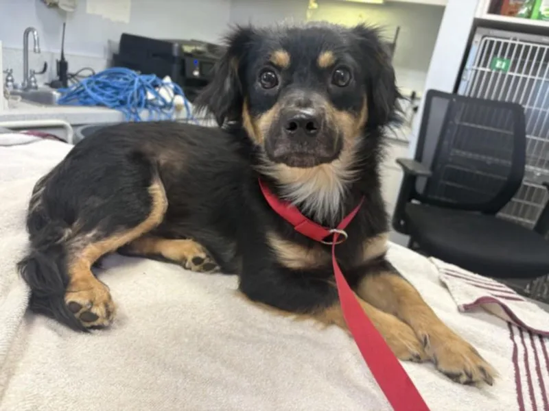 An adult medium-sized male Dachshund dog named A for adoption in Olivehurst, CA